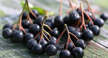 Jednoduchý recept na výrobu džemu z aronie na zimu